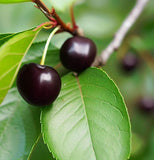 Prunus serotina (Black Cherry) Seedlings & Transplants Available for Spring Shipping