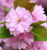 Prunus serrulata (Japanese Flowering Cherry, Sakura, Hill Cherry, Oriental Cherry, East Asian Cherry)