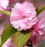 Prunus serrulata (Japanese Flowering Cherry, Sakura, Hill Cherry, Oriental Cherry, East Asian Cherry)