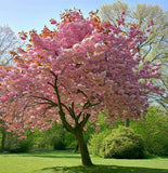 Prunus serrulata (Japanese Flowering Cherry, Sakura, Hill Cherry, Oriental Cherry, East Asian Cherry)