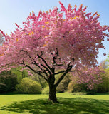 Prunus serrulata (Japanese Flowering Cherry, Sakura, Hill Cherry, Oriental Cherry, East Asian Cherry)