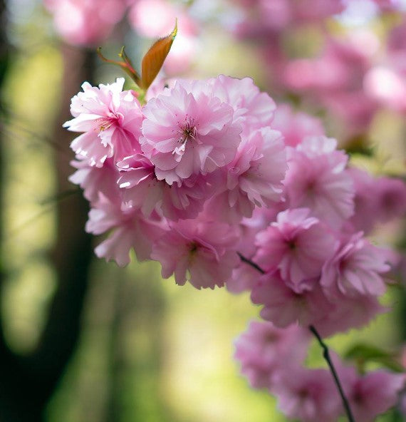 Prunus serrulata (Japanese Flowering Cherry, Sakura, Hill Cherry, Oriental Cherry, East Asian Cherry)