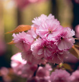 Prunus serrulata (Japanese Flowering Cherry, Sakura, Hill Cherry, Oriental Cherry, East Asian Cherry)