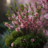 Prunus tenella (Dwarf Russian Almond, Russian Almond)