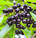 Prunus virginiana (Black Chokecherry, Black Choke cherry)