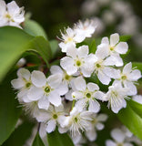 Prunus virginiana (Black Chokecherry, Black Choke cherry)