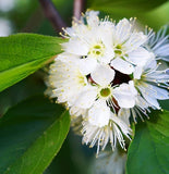 Prunus virginiana (Black Chokecherry, Black Choke cherry)