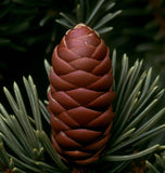 Pseudotsuga menziesii, NM Lincoln (Douglas Fir (NM Lincoln))