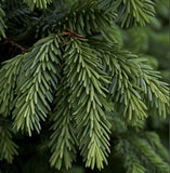 Pseudotsuga menziesii, NM Lincoln (Douglas Fir (NM Lincoln))