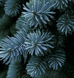 Pseudotsuga menziesii, NM Lincoln (Douglas Fir (NM Lincoln))