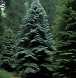 Pseudotsuga menziesii, NM Lincoln (Douglas Fir (NM Lincoln))