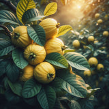 Psidium guajava (Guava, Lemon Guava, Yellow Guava)