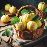 Psidium guajava (Guava, Lemon Guava, Yellow Guava)