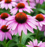 Purple Coneflower (Echinacea purpurea)