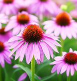 Purple Coneflower (Echinacea purpurea)