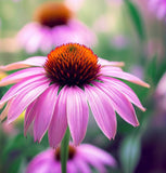 Purple Coneflower (Echinacea purpurea)