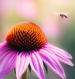 Purple Coneflower (Echinacea purpurea)