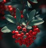 Pyracantha coccinea c.s. (Scarlet Firethorn)