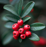 Pyracantha coccinea c.s. (Scarlet Firethorn)