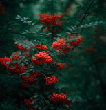 Pyracantha coccinea c.s. (Scarlet Firethorn)