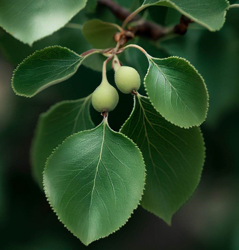 Pyrus betulifolia (Birch-leaved Pear)