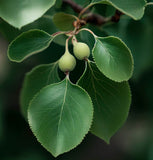 Pyrus betulifolia (Birch-leaved Pear)