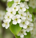 Pyrus betulifolia (Birch-leaved Pear)