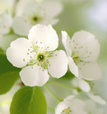 Pyrus betulifolia (Birch-leaved Pear)