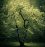 Pyrus betulifolia (Birch-leaved Pear)