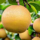 Pyrus pyrifolia (Asian Pear, Chinese Sand Pear, Japanese Pear, Sand Pear)