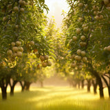 Pyrus pyrifolia (Asian Pear, Chinese Sand Pear, Japanese Pear, Sand Pear)