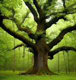Quercus macrocarpa Northern (Bur Oak, Mossycup Oak, Mossycup White Oak)