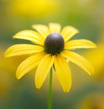 RATIBIDA pinnata (Grey-Headed Coneflower)