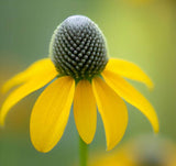 RATIBIDA pinnata (Grey-Headed Coneflower)