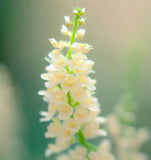 RESEDA odorata (Sweet Mignonette)