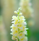 RESEDA odorata (Sweet Mignonette)