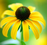 RUDBECKIA amplexicaulis (Clasping Coneflower)