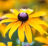 RUDBECKIA hirta (Black-Eyed Susan)