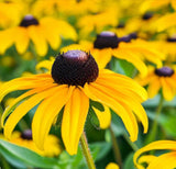 RUDBECKIA hirta (Black-Eyed Susan)