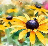 RUDBECKIA hirta (Black-Eyed Susan)