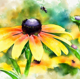 RUDBECKIA hirta (Black-Eyed Susan)