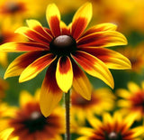 RUDBECKIA hirta 'Gloriosa' (Gloriosa Daisy)