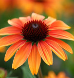 RUDBECKIA hirta 'Marmalade' (Rudbeckia, Dwarf - Marmalade)