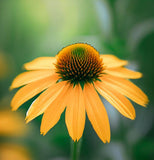 RUDBECKIA laciniata (Cutleaf Coneflower)