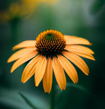RUDBECKIA laciniata (Cutleaf Coneflower)