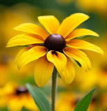 RUDBECKIA triloba (Brown-Eyed Susan)