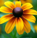 RUDBECKIA triloba (Brown-Eyed Susan)