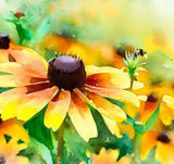 RUDBECKIA triloba (Brown-Eyed Susan)