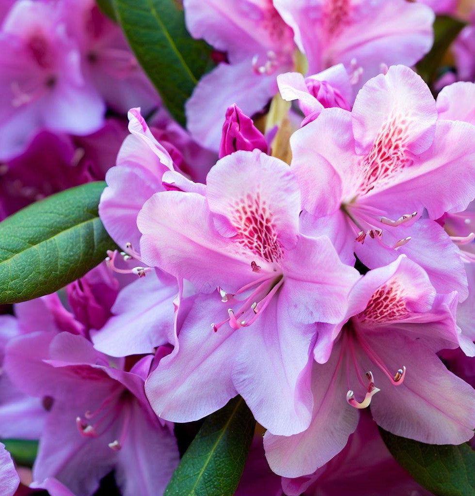 Rhododendron carolinianum pink/purple (Carolina Rhododendron)