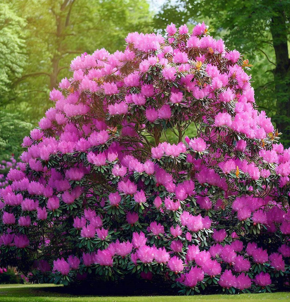 Rhododendron Tree